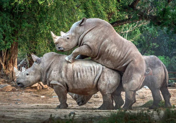 Famiglia Rinoceronti Bianchi Nella Natura Selvaggia — Foto Stock