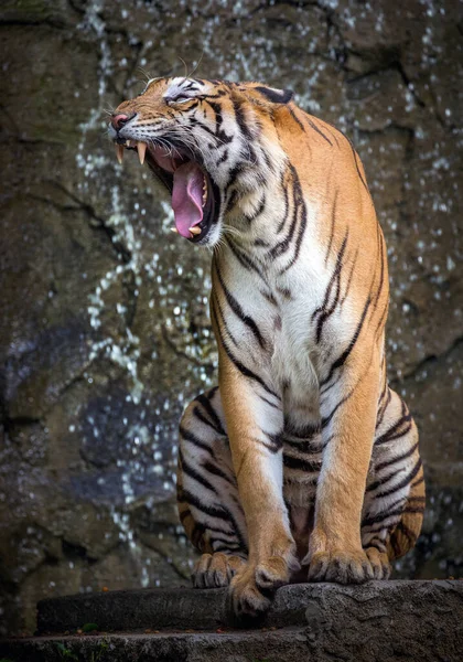 Indochinese Tiger Roaring — Stock Photo, Image