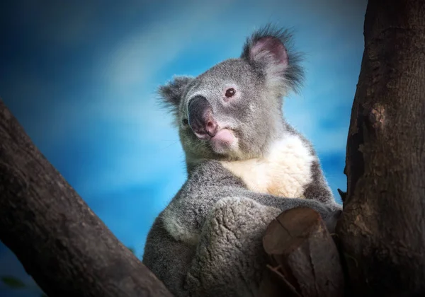 Koala Está Árbol — Foto de Stock