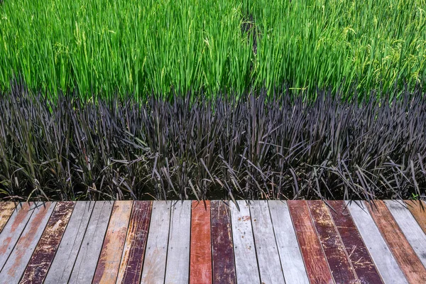 Ξύλινα Δάπεδα Και Καλλιέργειες Ρυζιού — Φωτογραφία Αρχείου