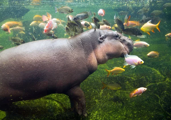 Pygmeeënnijlpaard Zwemt Met Vissen — Stockfoto