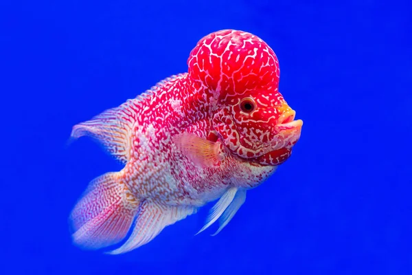 Ikan Cichlid Merah Bermotif Berwarna Dengan Latar Belakang Biru — Stok Foto