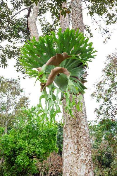 플라톤 이나무 양치식물 — 스톡 사진