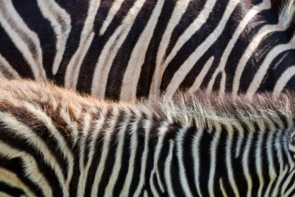 Kleurrijke Zebra Bont Patroon Voor Achtergrond — Stockfoto