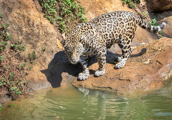 Jaguar Vahşi Doğada Dinleniyor — Stok fotoğraf