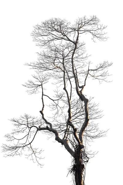 Ramo Árvore Morta Fundo Branco — Fotografia de Stock