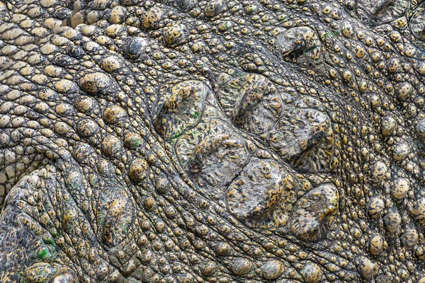 Crocodile Pattern Skin Background — Stock Photo, Image