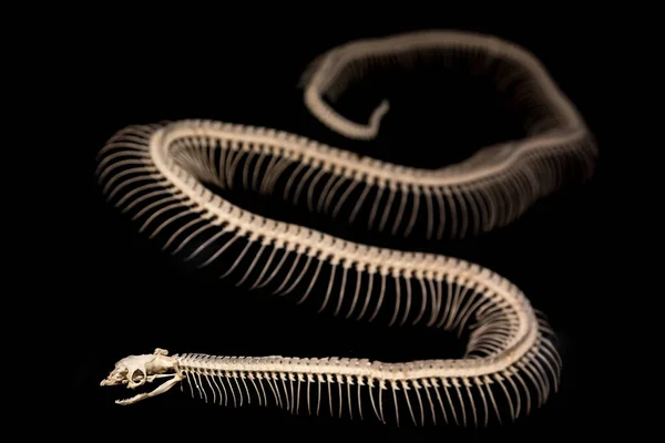 黒の背景に蛇のスケルトン — ストック写真
