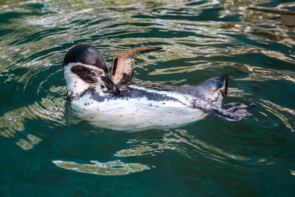 Humboldt Penguin Pinguino Peruviano Sta Giocando Acqua — Foto Stock