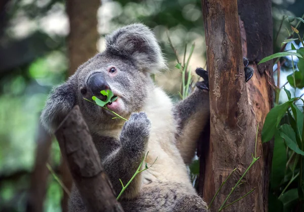 Koala Comiendo Hojas Eucalipto — Foto de Stock