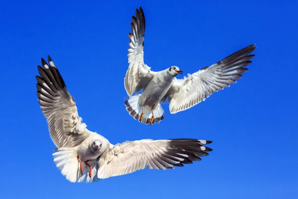 stock image Two seagulls flying in the sky.