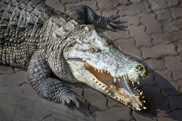 Crocodile Bouche Ouverte Sur Sol Brique — Photo