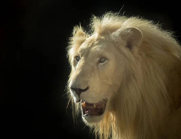 Das Gesicht Eines Weißen Löwen Auf Schwarzem Hintergrund — Stockfoto