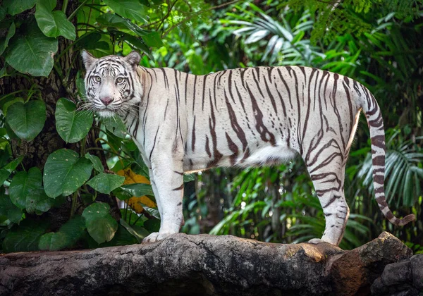 Tigre Branco Está Descansando Uma Floresta Selvagem — Fotografia de Stock