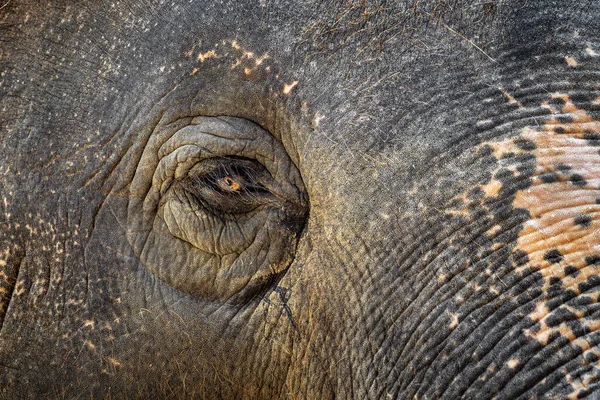 亚洲象 有图案的皮肤和眼睛 — 图库照片