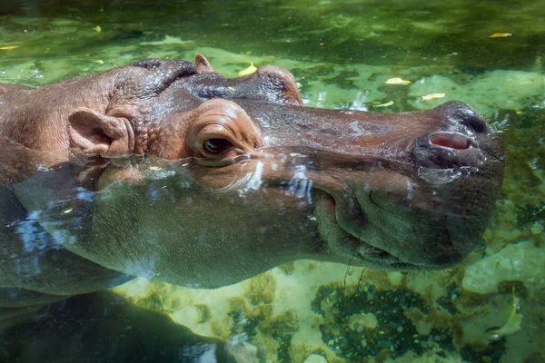 Visage Hippopotame Dans Eau — Photo