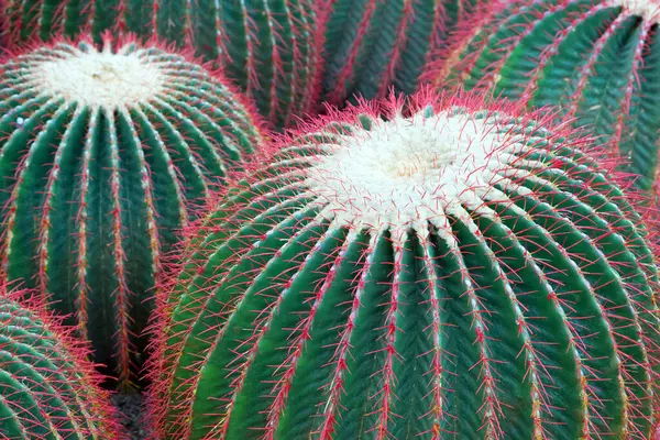 Cactus Plantes Désert Pots — Photo