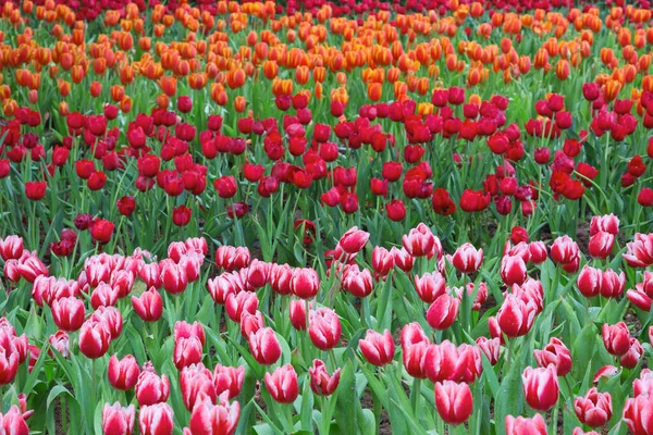 Tulipanes Coloridos Parque — Foto de Stock