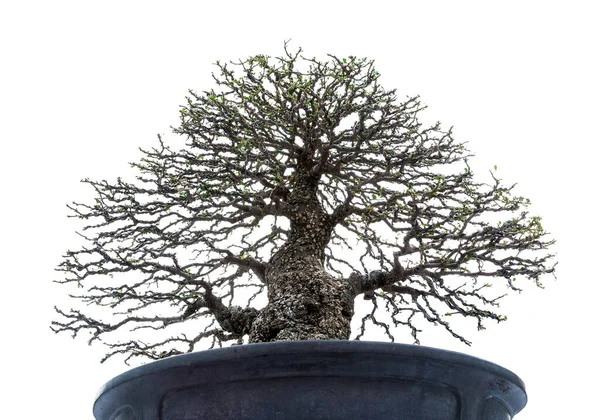 Bonsai Träd Vit Bakgrund — Stockfoto
