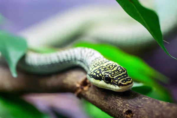 Serpiente Del Árbol Dorado Árbol — Foto de Stock