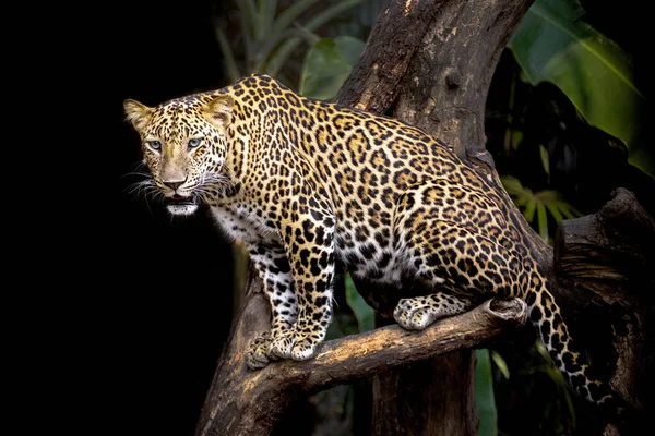Леопард Отдыхает Дереве — стоковое фото