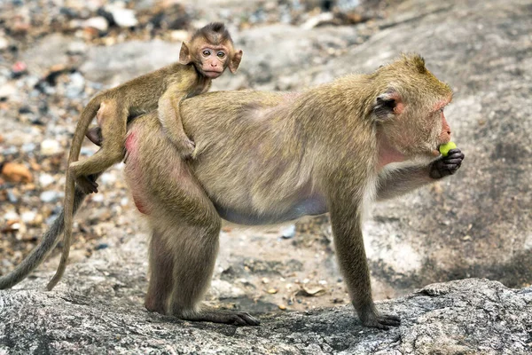 Scimmia Madre Bambino Nell Atmosfera Naturale — Foto Stock