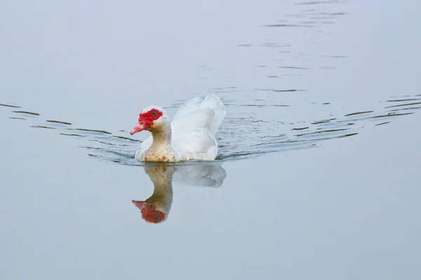 Muscovy Ducks Swimming Natural Setting — Stock Photo, Image