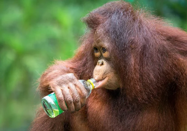 Młode Orangutany Odpoczywają Naturze — Zdjęcie stockowe