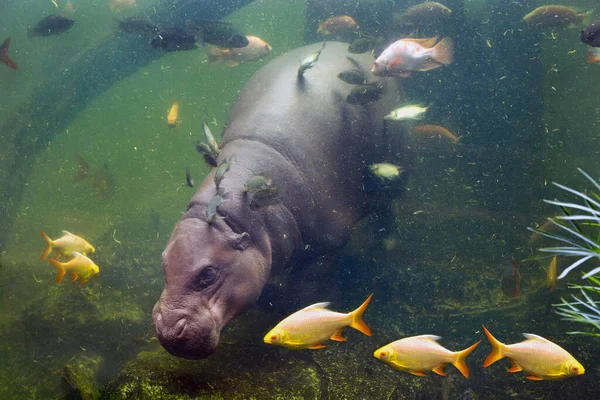 Les Hippopotames Nagent Dans Eau Avec Les Poissons — Photo