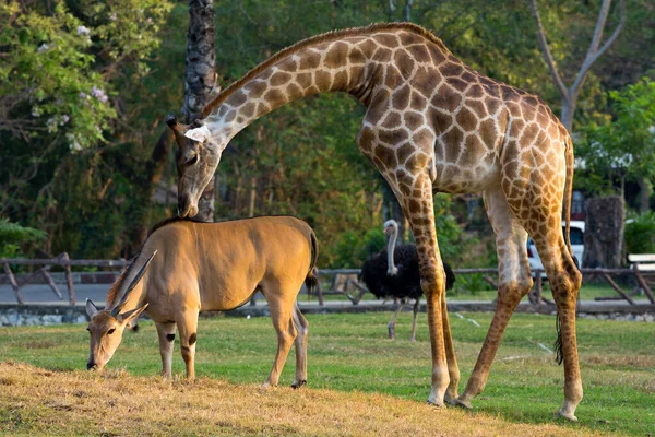 Vida Animal Hábitat Natural Del Zoológico — Foto de Stock