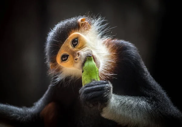 Douc Langur Caña Roja Pygathrix Nemaeus Comiendo Plátanos — Foto de Stock