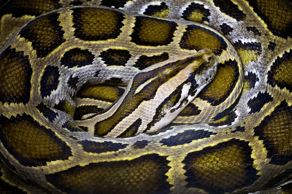 Kleurrijke Patronen Van Pythons — Stockfoto