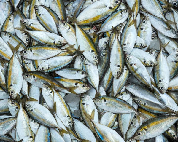 Fresh Fish Sea — Stock Photo, Image