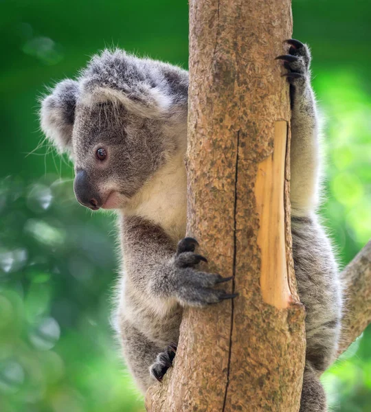 Koala bear resting on a tree.