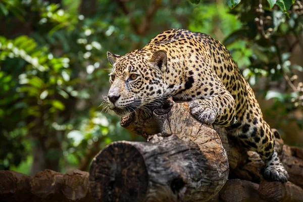 Doğal Ormanlarda Ağaçların Üzerinde Jaguar — Stok fotoğraf