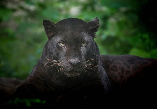Leopardo Pantera Natureza Selvagem — Fotografia de Stock
