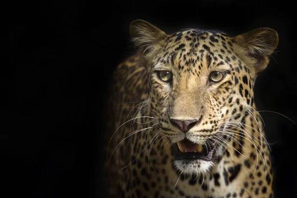 Леопард Черном Фоне — стоковое фото