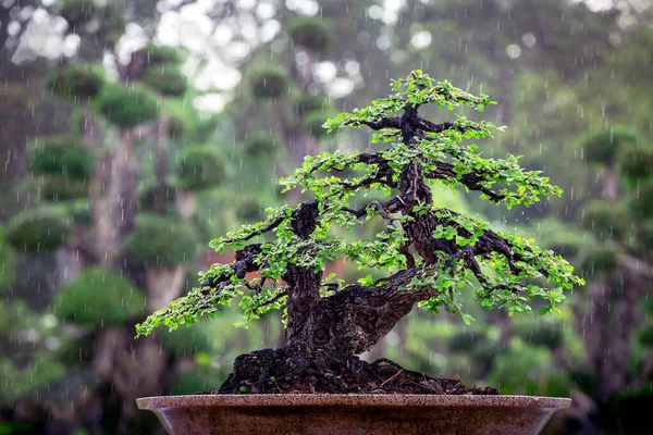 Bonsái Árboles Macetas Atmósfera Está Lloviendo — Foto de Stock