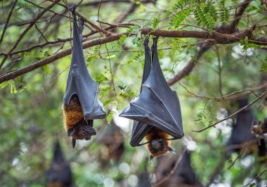  Lyle 'ın uçan tilkisi (Pteropus lylei) bir ağaçta dinleniyor..