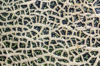 Arka plan için kavun yüzey deseni.