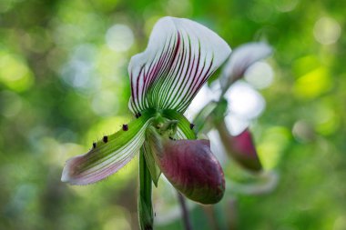 Parkta Paphiopedilum orkidesi.