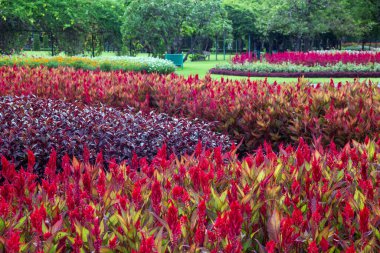 Renkli, güzel dikey bahçe.
