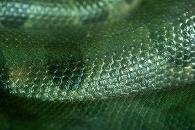 Yeşil anakondanın renkli desenli derisi.