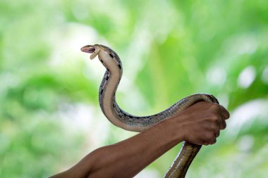  Radyasyonlu Fare Yılan, Bakır başlı Fare Yılan.