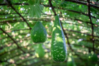 Bahçede taze kabak var..