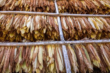 Kulübede tütün yaprakları.