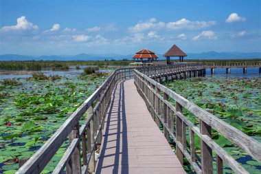 Tahta köprü geçidi, doğa, göl..