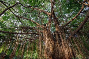 Ormandaki banyan ağacının kökleri.
