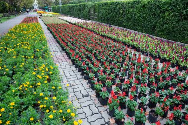 Parkta renkli dikey bahçeler