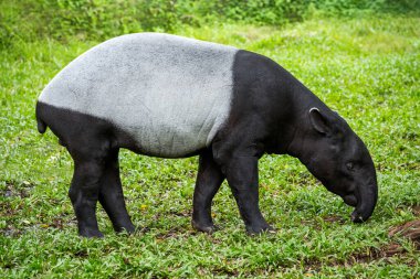 Malaya Tapir (Tapirus indicus) çimlerin üzerinde dinleniyor.